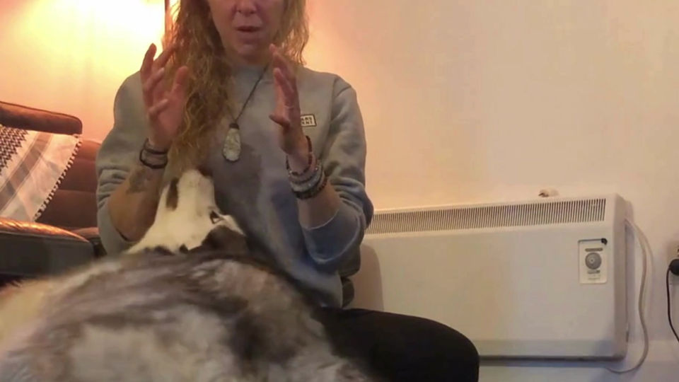 Animal Energy Healing